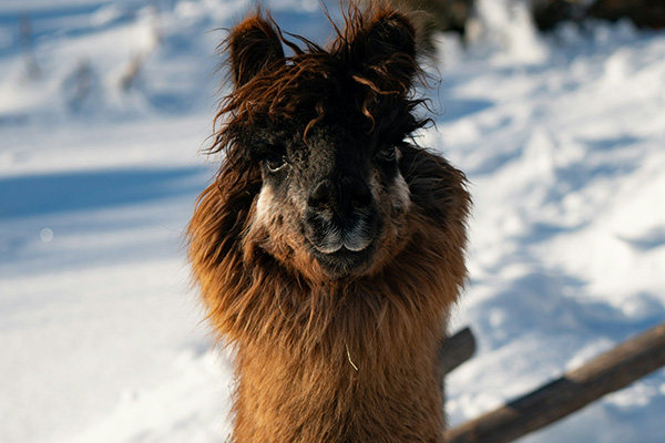 Alpaka im Schnee