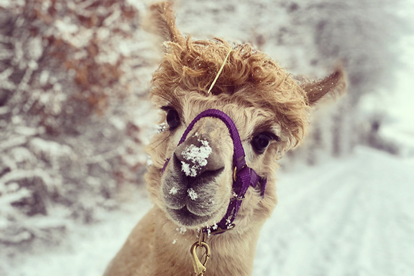 Alpaka im Schnee