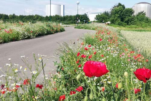 Blumen am Radweg der Stadtgemeinde Tulln