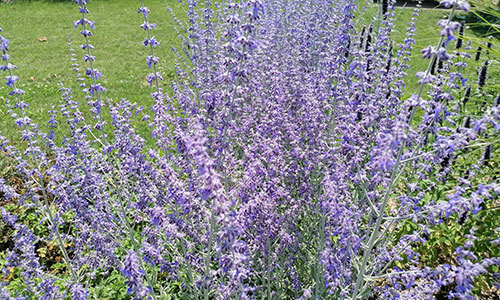 Blauraute Beet an der Donaulände Tulln