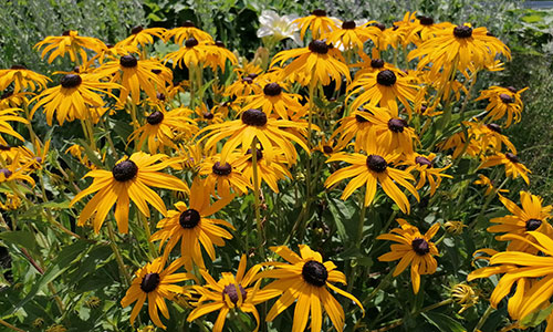 Sonnenhut gold Beet an der Donaulände Tulln 