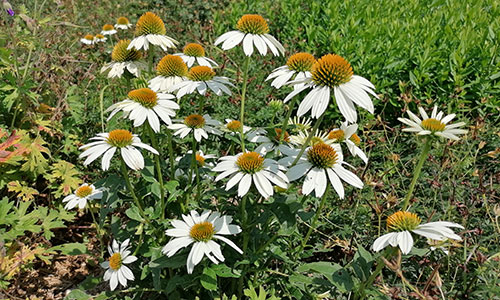 Sonnenhut weiß Beet an der Donaulände Tulln 