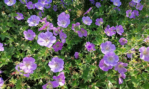 Storchschnabel Beet an der Donaulände Tulln 