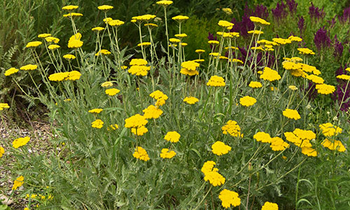 Schafgarbe-gold Beet an der Donaulände Tulln