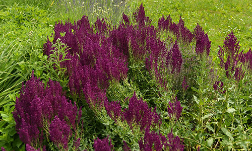 Steppen-Salbei Beet an der Donaulände Tulln