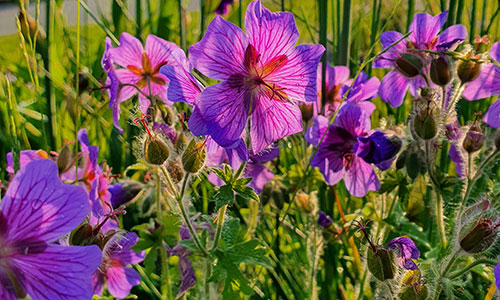 Storchschnabel Beet an der Donaulände Tulln
