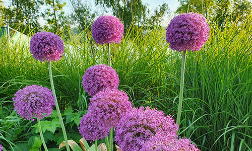 Kugellauch Beet an der Donaulände Tulln 