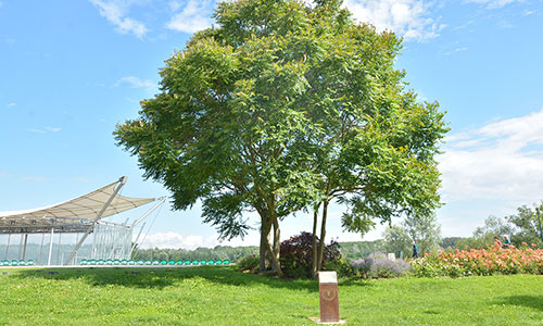 Baum am Baumkunstweg an der Donaulände Tulln