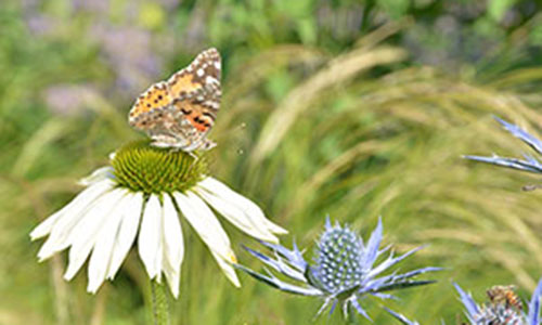 Blume mit Schmetterling im Fokus