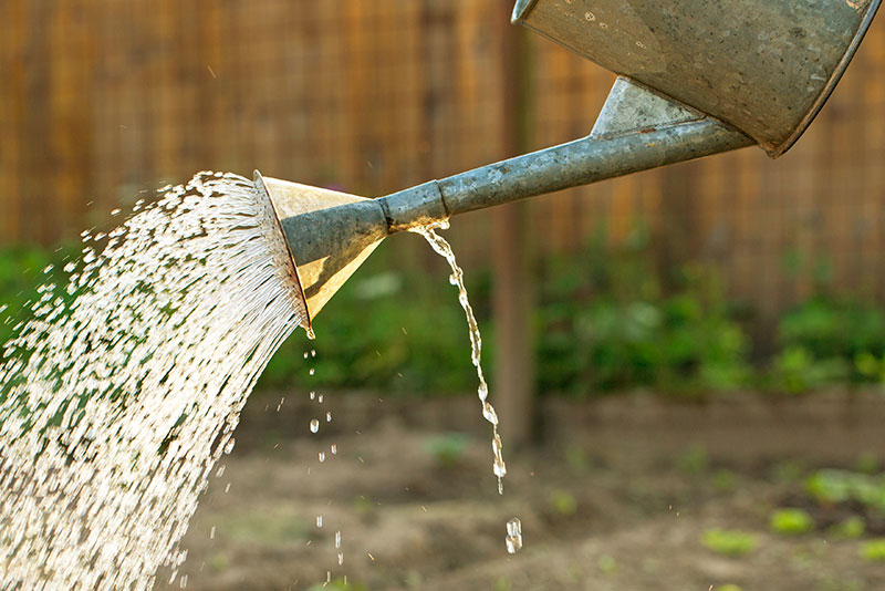 Sommertipp Wasser für die Pflanzen