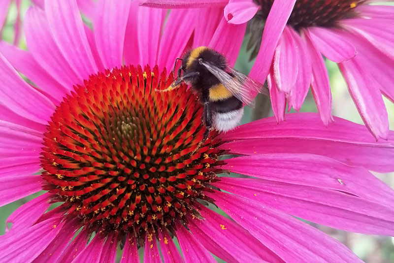 Frühlings-Tipp Nützlinge im Garten