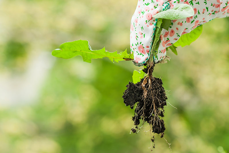 Sommertipp Unkraut entfernen