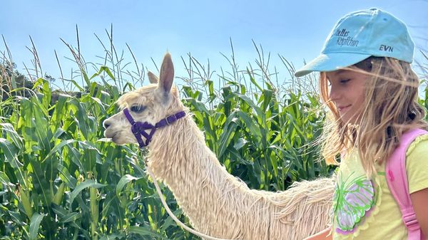 Kind geht mit Alpaka bei Feld spazieren