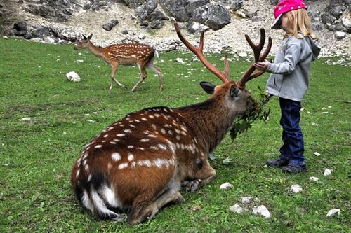 (c) Weinviertel Tourismus, Mandl Wildpark Ernstbrunn