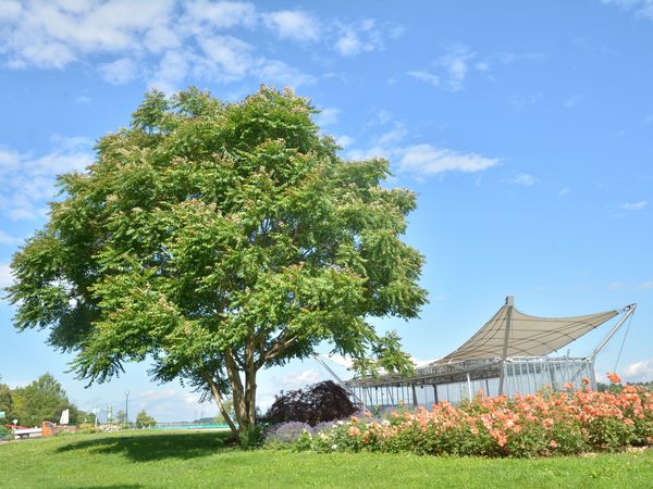 Baum an der Donaulände