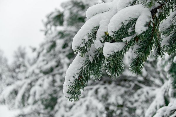 Schneelast auf Ast eines Nadelbaums
