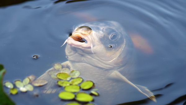 Karpfen im Wasser