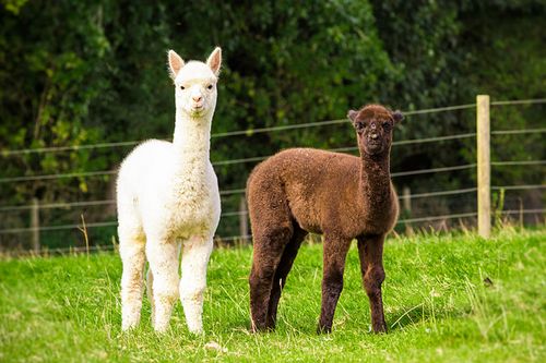 2 Baby-Alpakas auf einer Weide