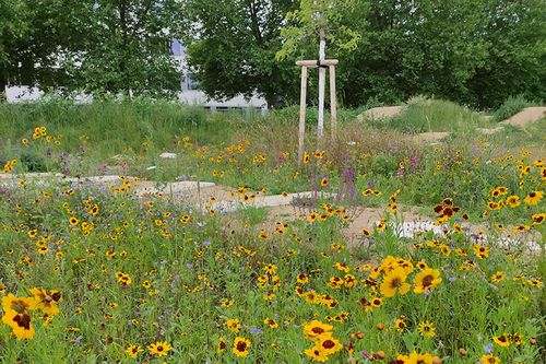 Blumenwiese im Freizeitpark Tulln