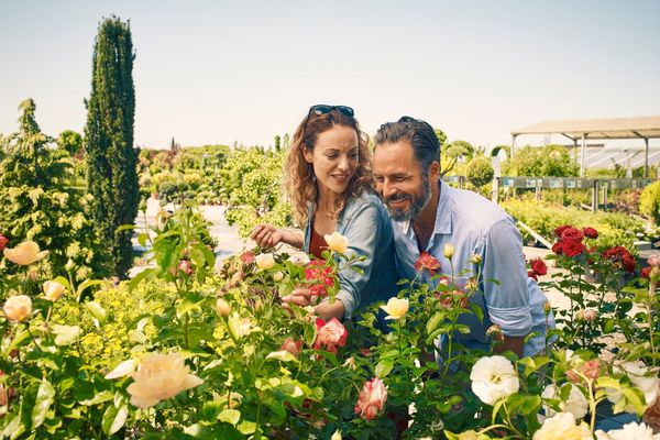 Paar steht bei Rosen im Garten und betrachtet sie.