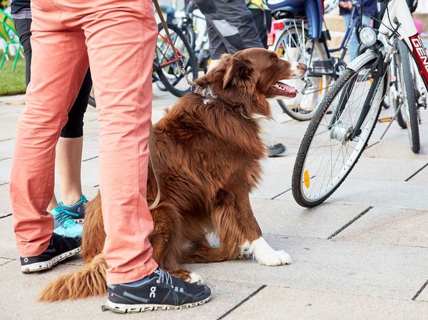 Blick auf Hund vor Fahrräder am Tullner Hauptplatz