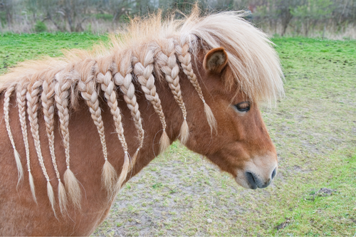 Pferd mit Flechfrisur